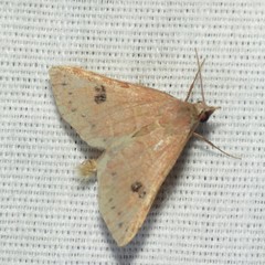 Hemeroplanis rectalis