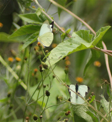 Leptophobia