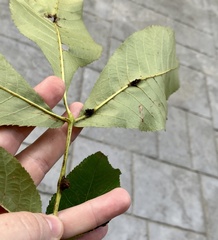 Phylloxera spinosa