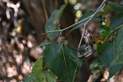 Pemphigus populicaulis