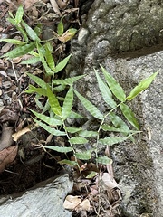 Oplismenus hirtellus