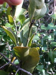 Capparis sepiaria