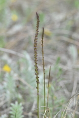 Triglochin maritima