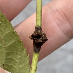 Phylloxera spinosa