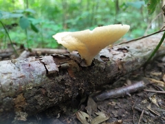 Polyporus
