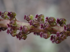 Triglochin maritima