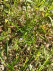 Symphyotrichum subulatum
