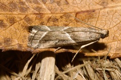 Nyctegretis lineana
