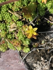 Sedum alpestre