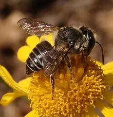 Megachilidae