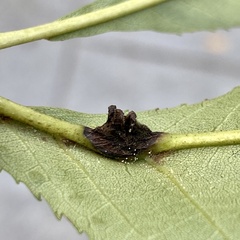 Phylloxera spinosa