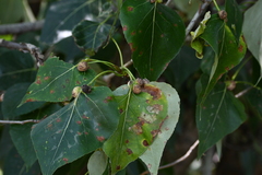 Pemphigus populicaulis