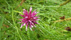 Trifolium wormskioldii