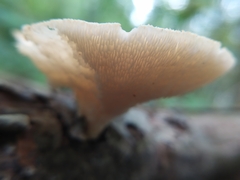 Polyporus