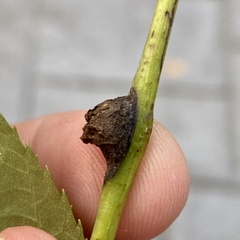 Phylloxera spinosa