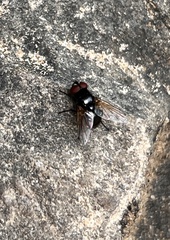 Calyptratae