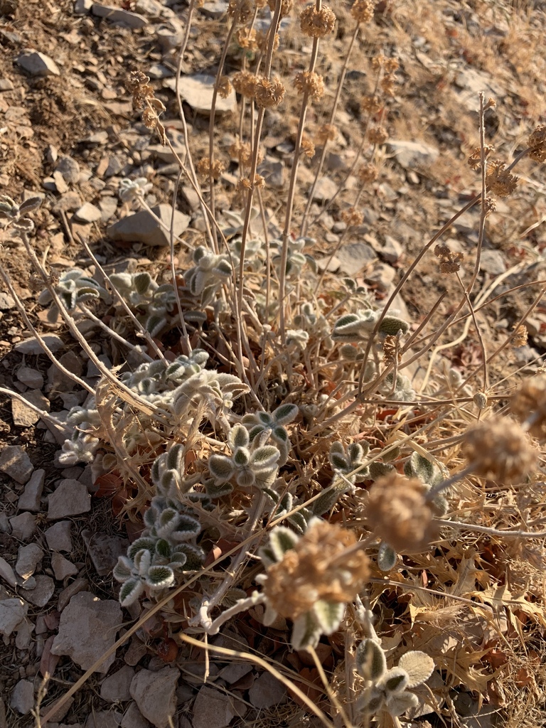 Marrubium crassidens
