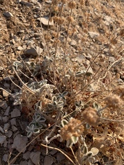 Pseudodictamnus aucheri