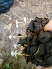 Strobilurus conigenoides