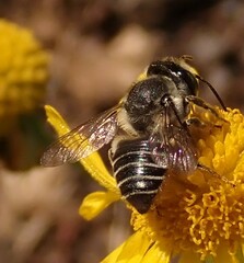 Megachilidae