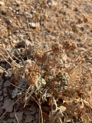 Pseudodictamnus aucheri