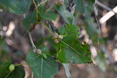 Pemphigus populicaulis