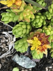 Sedum alpestre