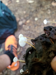 Strobilurus conigenoides