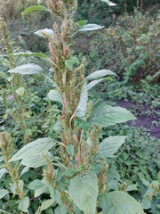 Amaranthus hybridus