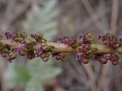 Triglochin maritima