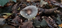 Russula cyanoxantha