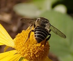 Megachilidae