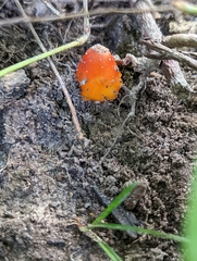 Hygrocybe