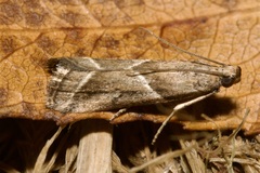 Nyctegretis lineana