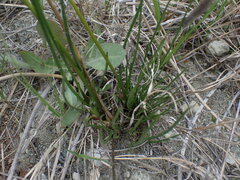Triglochin maritima