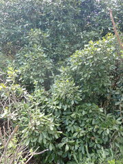 Sideroxylon inerme inerme