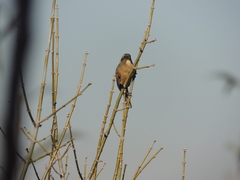 Saltator aurantiirostris