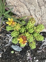 Sedum alpestre