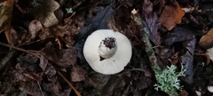 Russula cyanoxantha