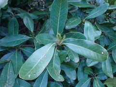 Sideroxylon inerme inerme