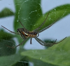 Mecynogea lemniscata