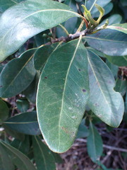 Sideroxylon inerme inerme