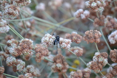 Copestylum violaceum