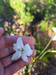 Leucocoryne ixioides