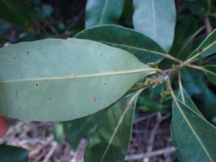 Sideroxylon inerme inerme