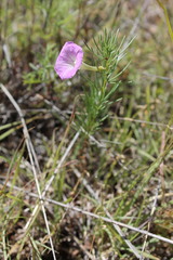 Ipomoea capillacea