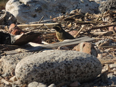 Saltator aurantiirostris
