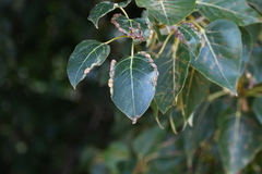 Thecabius populimonilis
