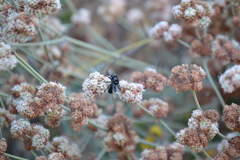Copestylum violaceum