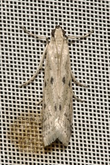 Homoeosoma nebulella